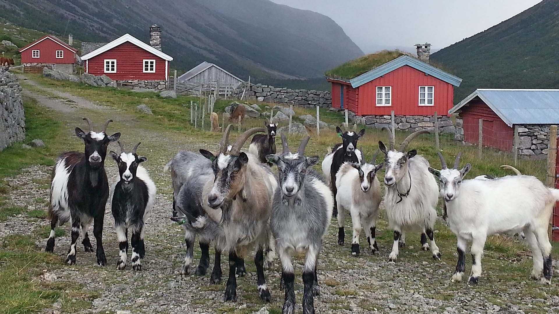 Cozy summer farm with goats